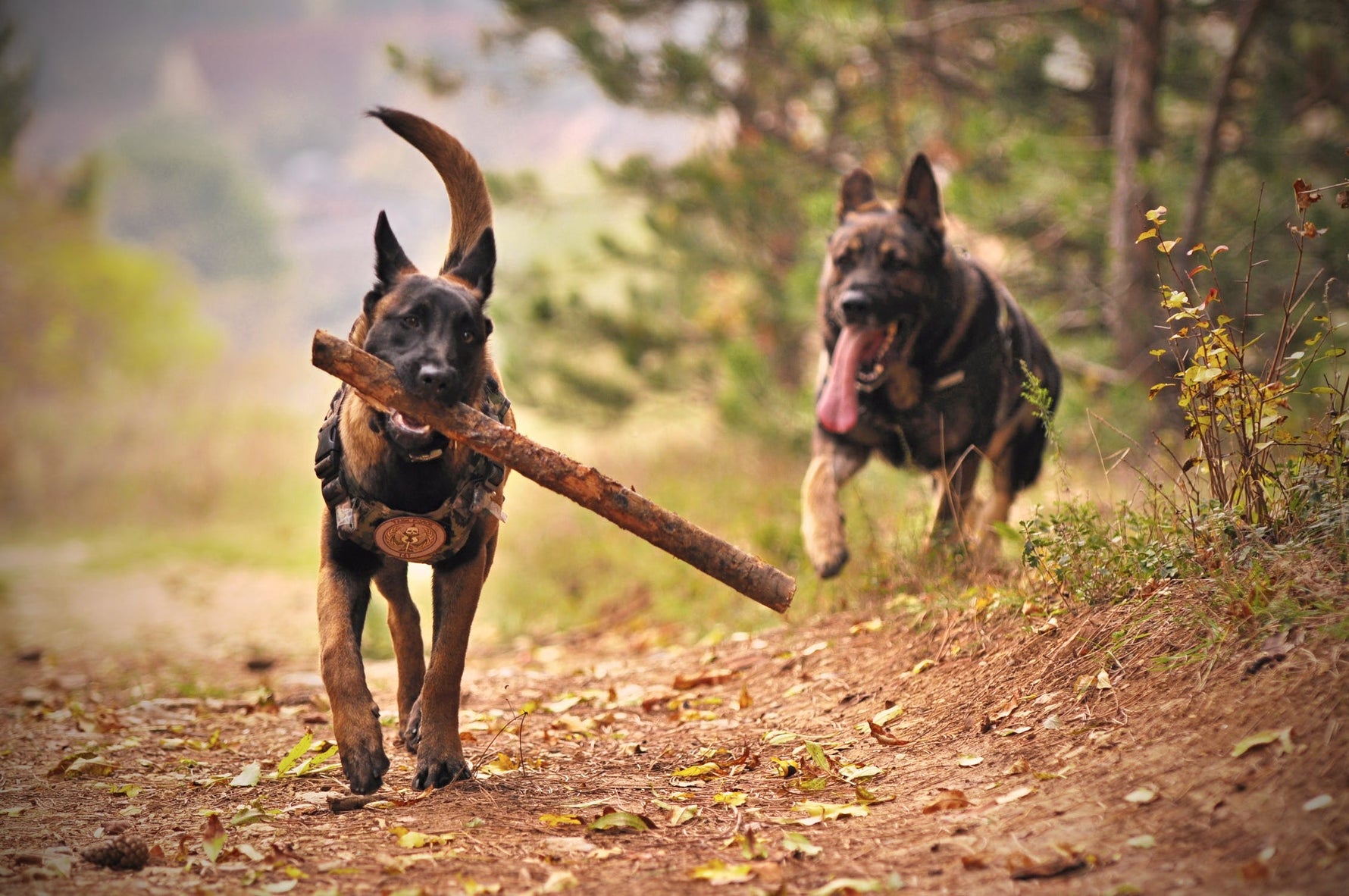 3 tips on how to socialize your dog - Addiction Pet Australia
