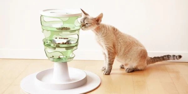 30-Day At-Home Weight Loss Plan for Cats & Dogs - Addiction Pet Australia