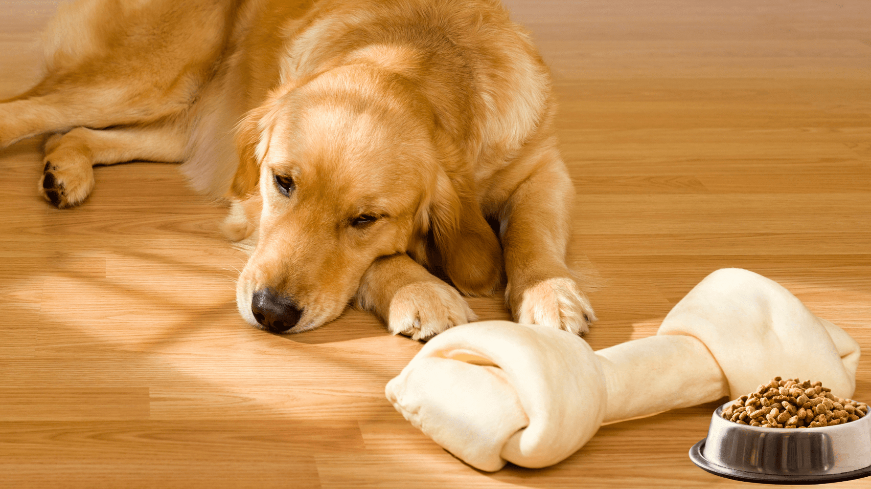 7 Signs Your Pet Has a Sensitive Gut (And What You Can Do About It) - Addiction Pet Australia