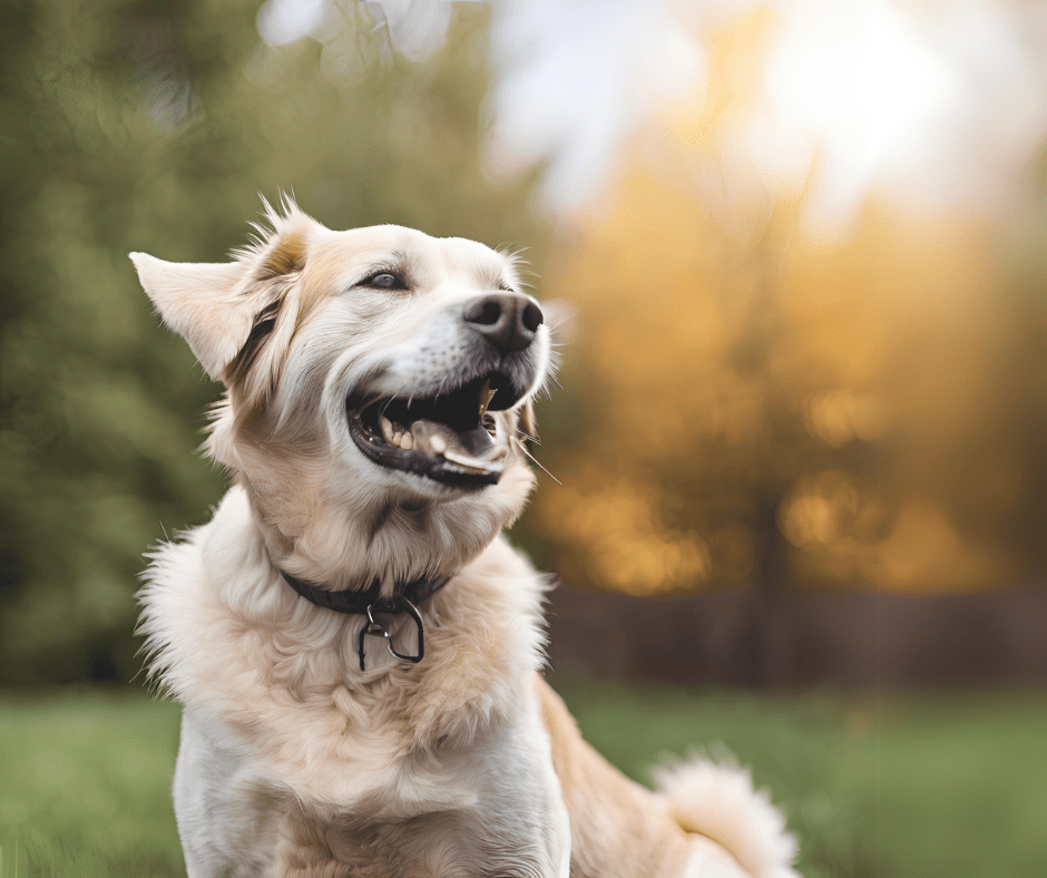 Aging Gracefully: Common Health Concerns in Senior Dogs & How to Help - Addiction Pet Australia