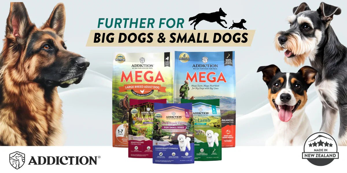 Big Dogs vs. Small Dogs: The Surprising Truth About Their Unique Needs - Addiction Pet Australia