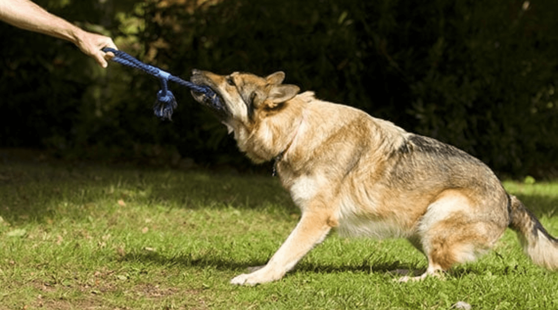 Big Paws, Big Fun: Perfect Exercises for Large Breed Dogs at Home and Outdoors - Addiction Pet Australia