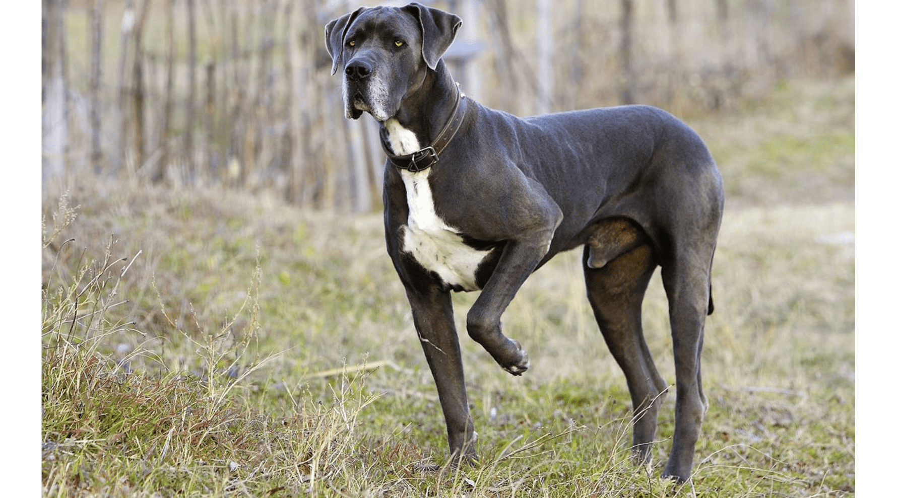 Bigger, Furrier, Better: Meet the World’s Largest Dog Breeds - Addiction Pet Australia