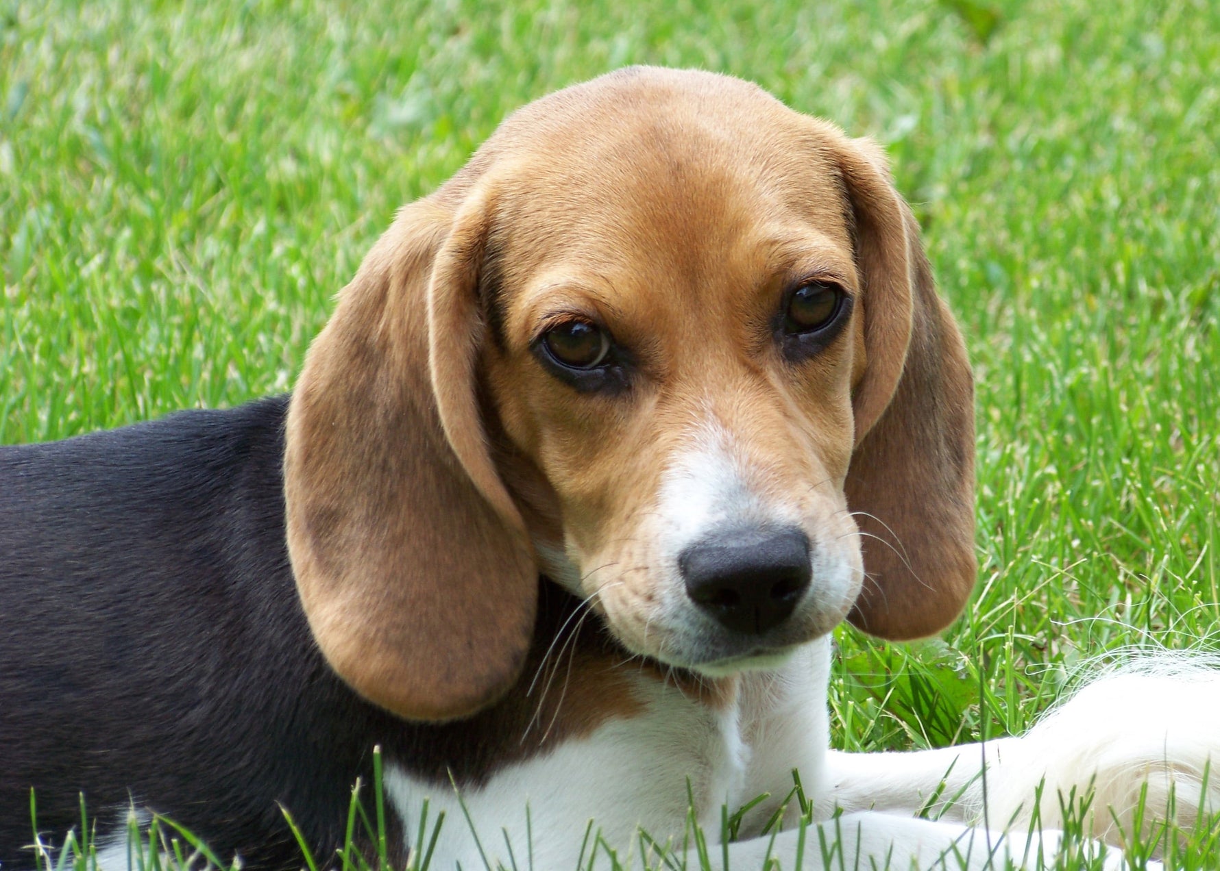Breed highlight – Beagle facts and things to know - Addiction Pet Australia