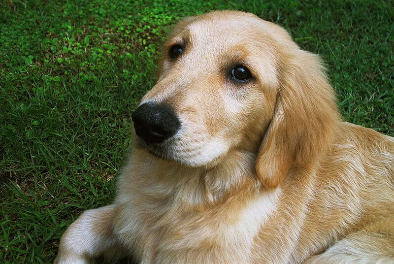 Breed Highlight – Golden Retriever Facts and Things to Know - Addiction Pet Australia
