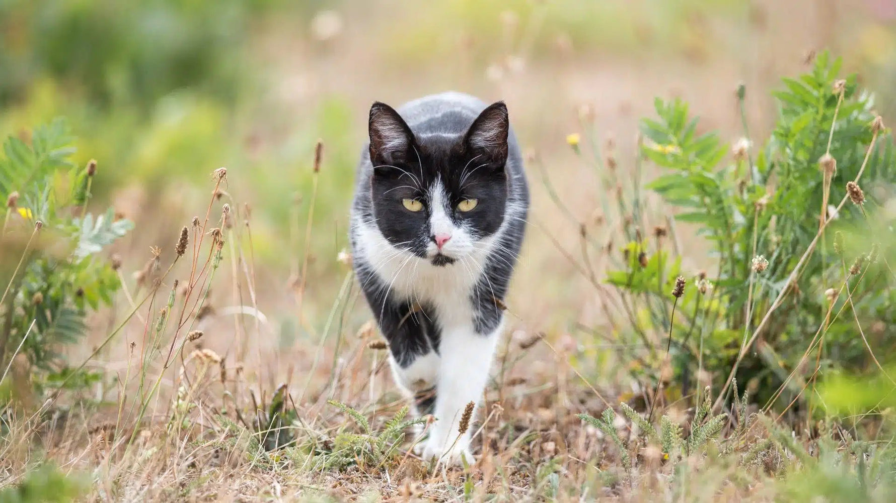 Can Your Cat Flex? How Protein Makes Cats Stronger - Addiction Pet Australia