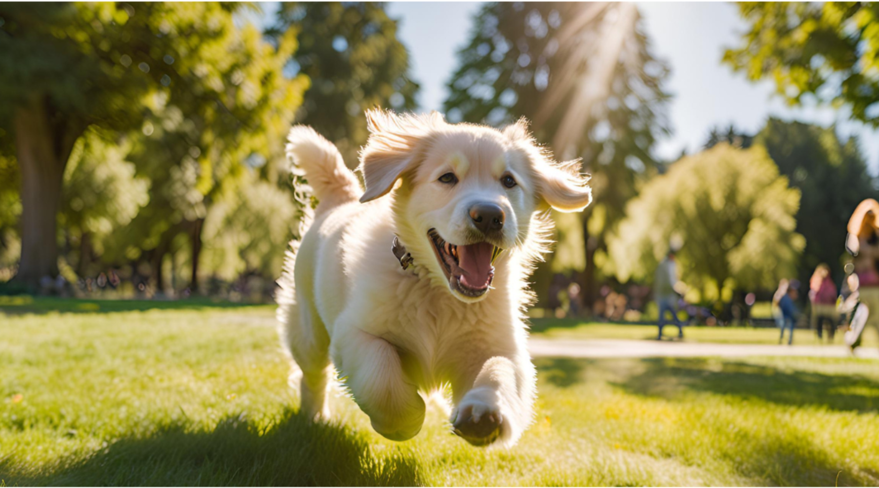 Caring for Your Large Breed Puppy 101: A Comprehensive Guide - Addiction Pet Australia