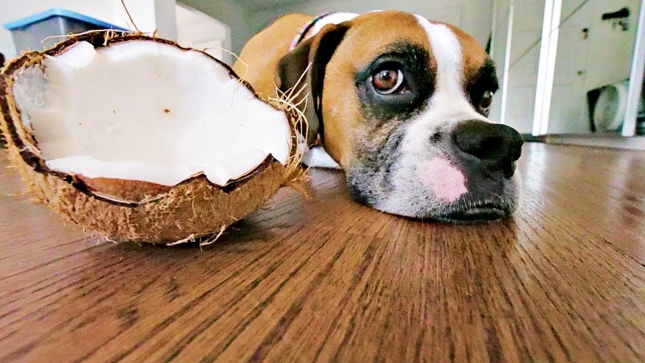 Coconut Oil - A Natural Solution for a Dog's Skin and Coat Health - Addiction Pet Australia
