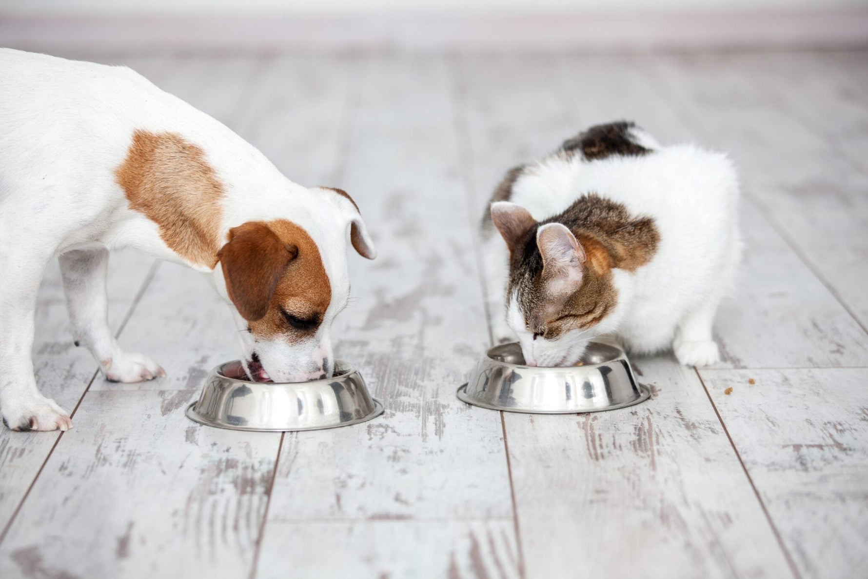 Gut Health in Dogs and Cats: Why It Matters More Than You Think - Addiction Pet Australia