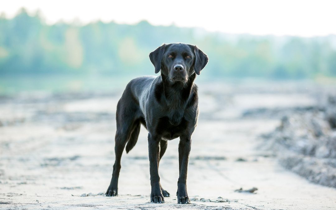 Health issues, formulation and sustainability - Addiction Pet Australia