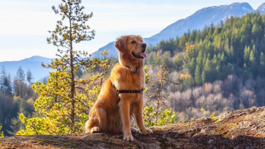 Healthy Giants: Caring for Your Big Dogs - Addiction Pet Australia