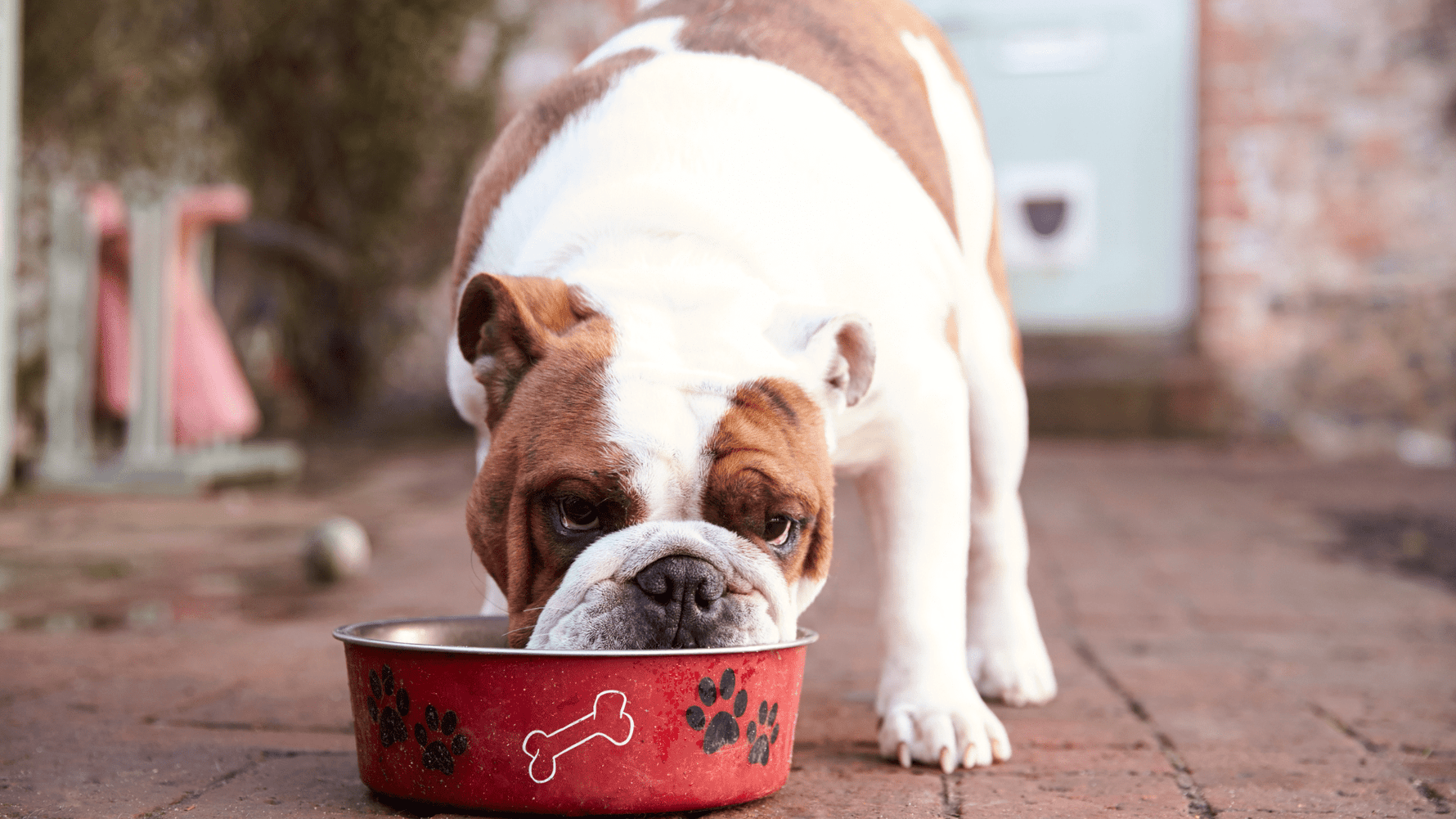 How a Nature-Led Diet Supports Your Pet’s Long-Term Health and Wellbeing - Addiction Pet Australia