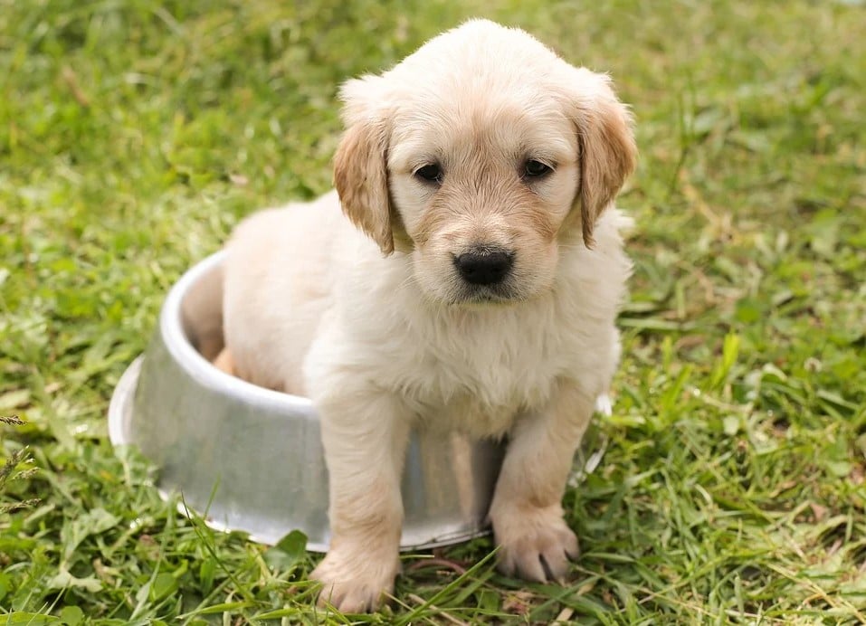 How and when to switch from puppy to adult dog food - Addiction Pet Australia