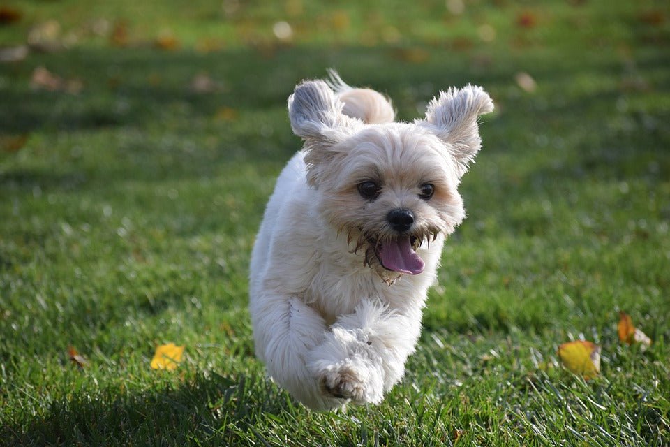 How much calcium do puppies need? - Addiction Pet Australia