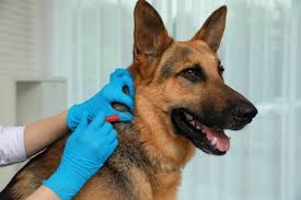 How to Improve Your Dog’s Skin and Coat Health – Anywhere, Anytime - Addiction Pet Australia