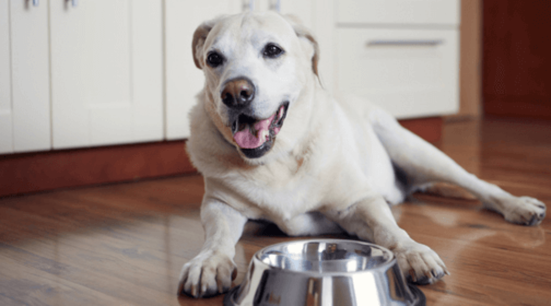 How to Solve Common Large Senior Dog Health Challenges - Addiction Pet Australia