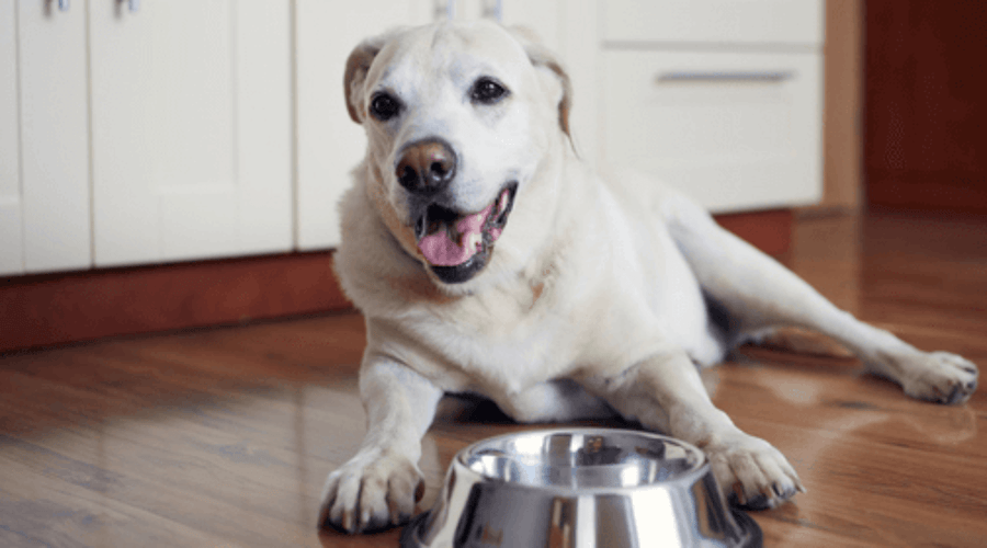 How to Solve Common Large Senior Dog Health Challenges - Addiction Pet Australia