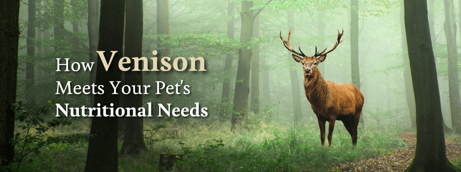 How Venison Meets your Pet's Needs - Addiction Pet Australia