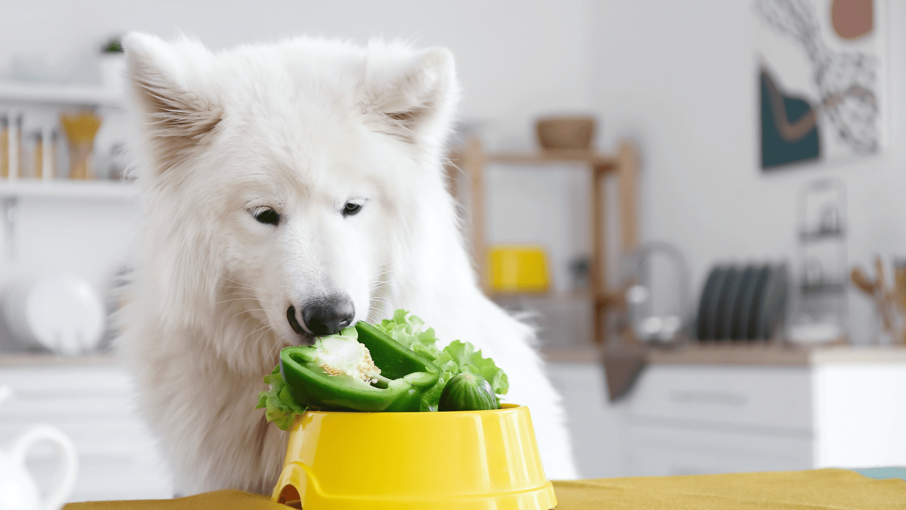Is a Vegetarian Diet Right for Your Dog? - Addiction Pet Australia