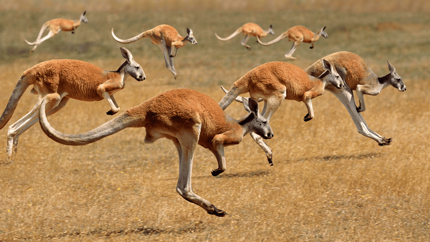 Kangaroo Dog Food: No More Allergies, Just Happy Tails - Addiction Pet Australia