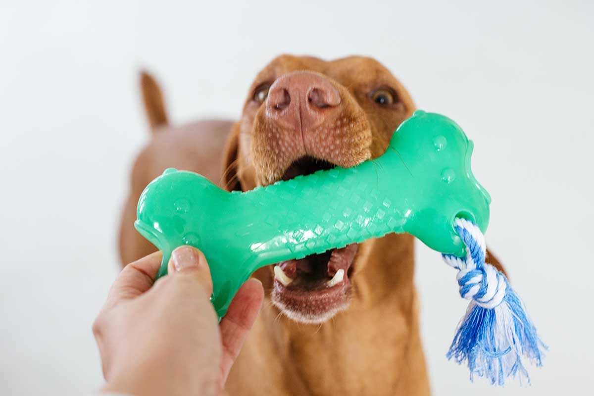 Keeping Your Pets’ Smiles: Fun and Effective Ways to Care for Your Dog and Cat’s Oral Health - Addiction Pet Australia