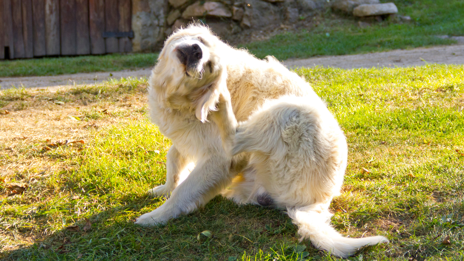 Navigating the Challenges of Dietary Sensitivities in Dogs - Addiction Pet Australia