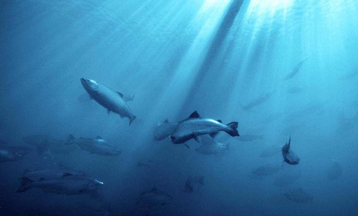 New Zealand King Salmon vs. Other Salmon: 8 Benefits That Make It the Healthiest Choice for Pets (and You!) - Addiction Pet Australia