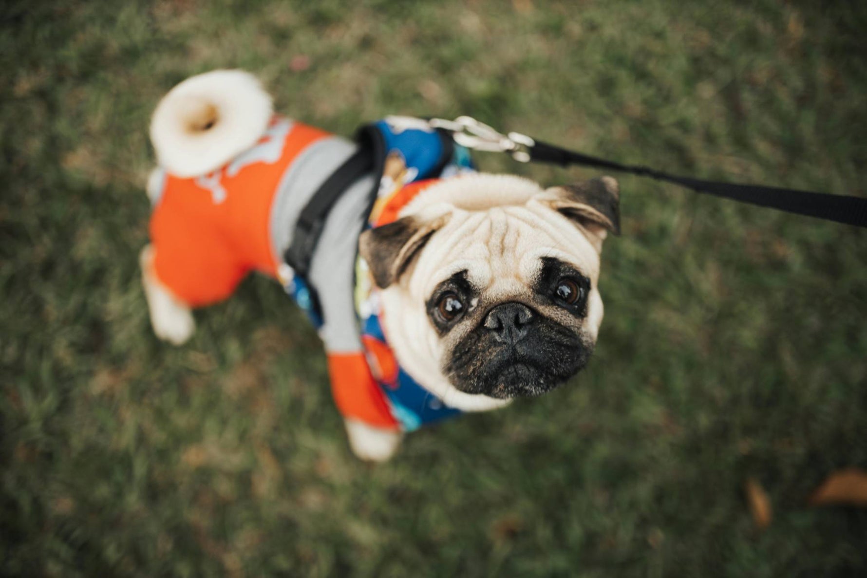Nourishing Your Pet's Skin: A Simple Guide to Supporting Healthy Coats and Skin - Addiction Pet Australia