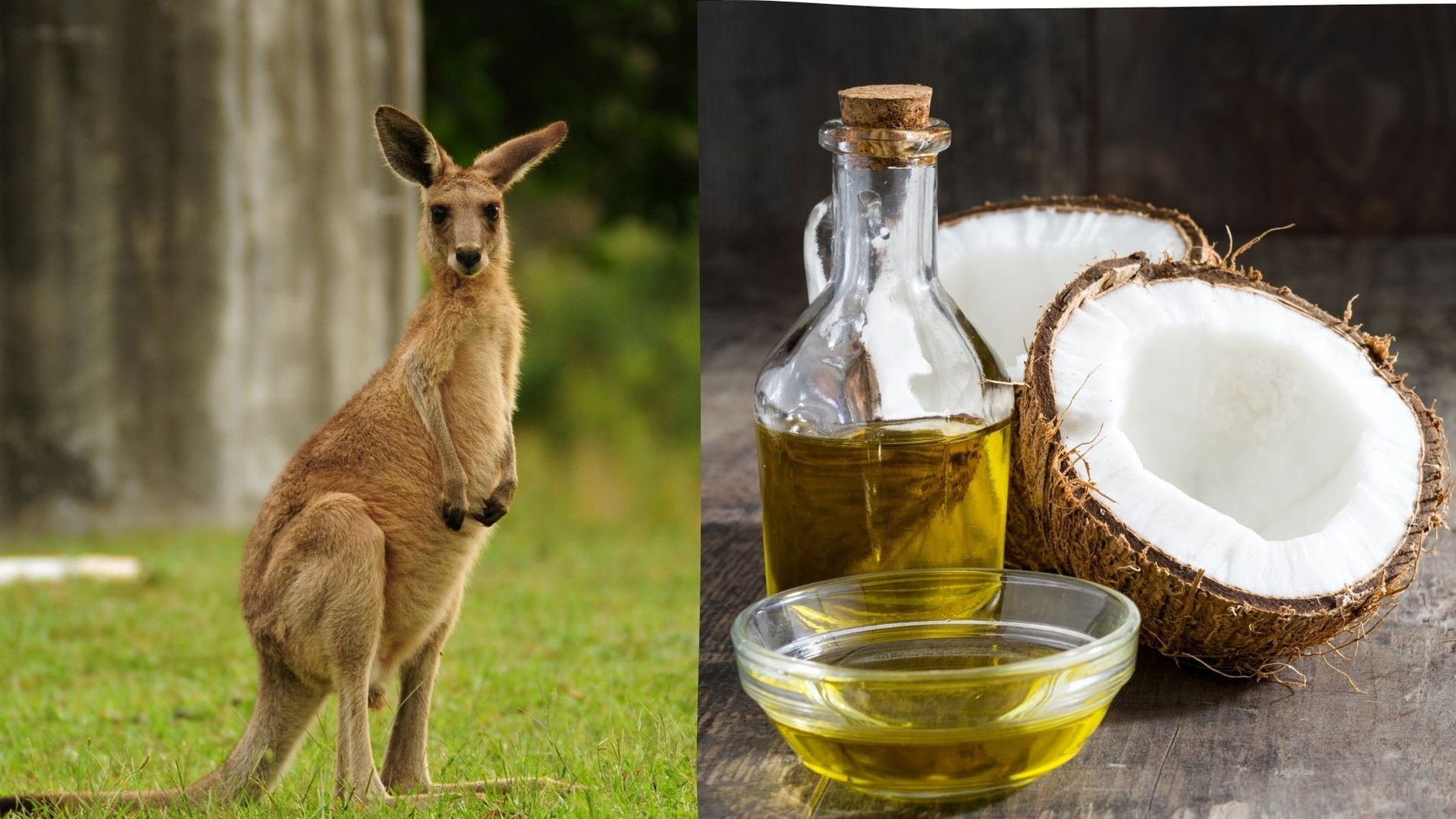 Power Duo in Dog Nutrition - Coconut and Kangaroo - Addiction Pet Australia