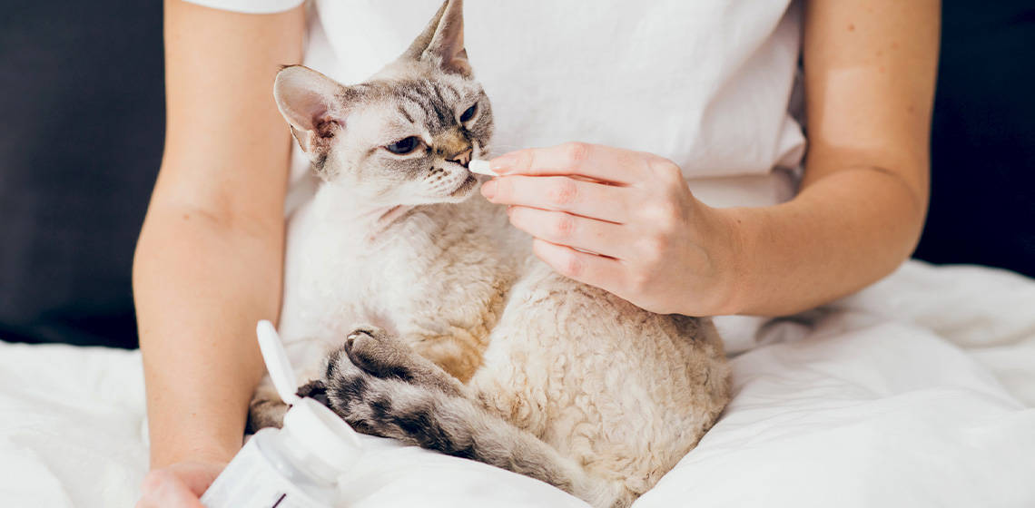Prebiotics for Optimal Coat Health: How Gut Health Impacts Your Cat’s Fur - Addiction Pet Australia