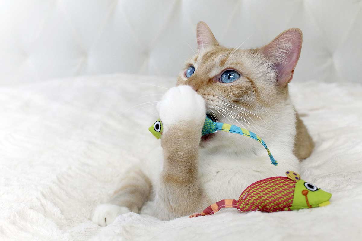 Simple At-Home Hacks to Keep Your Cat’s Teeth Sparkling and Healthy! - Addiction Pet Australia