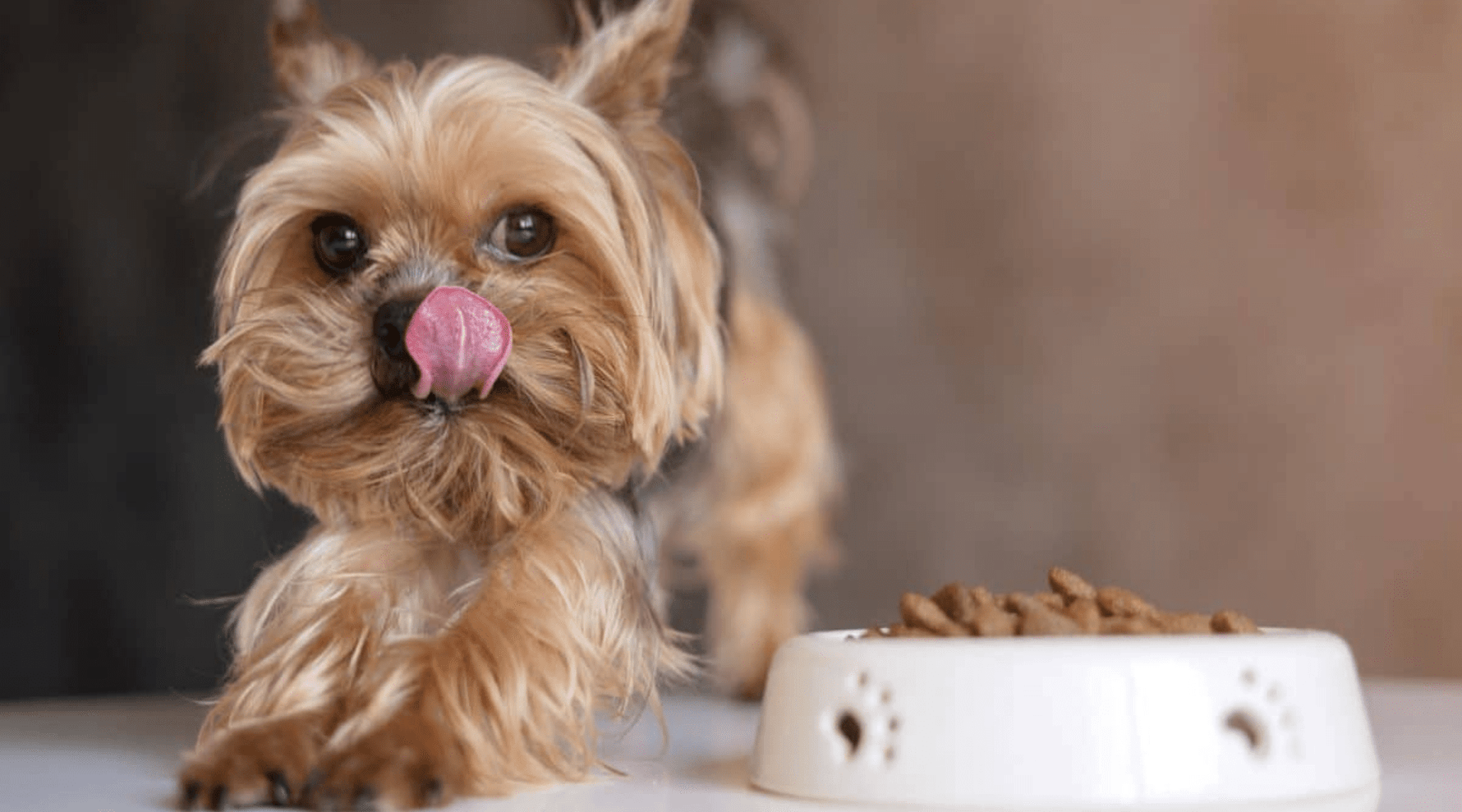 Tailoring Nutrition for Popular Small Breeds - Addiction Pet Australia