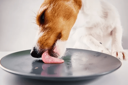 The Science Behind Fresh Meat - Addiction Pet Australia