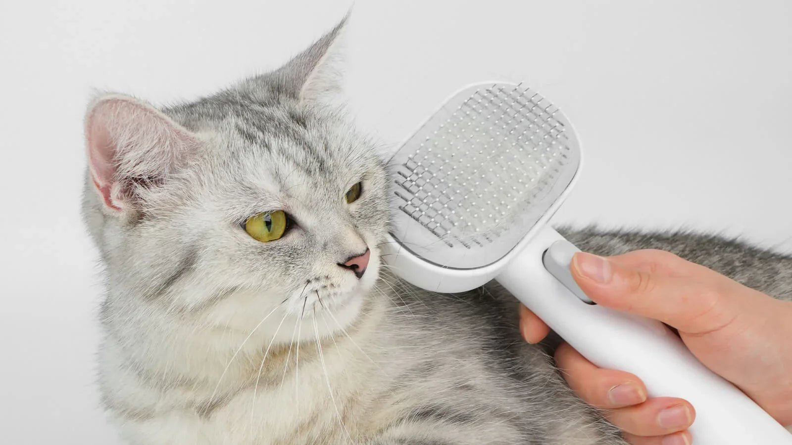 The Ultimate DIY Cat Grooming Guide: Essential Tools & How to Use Them - Addiction Pet Australia