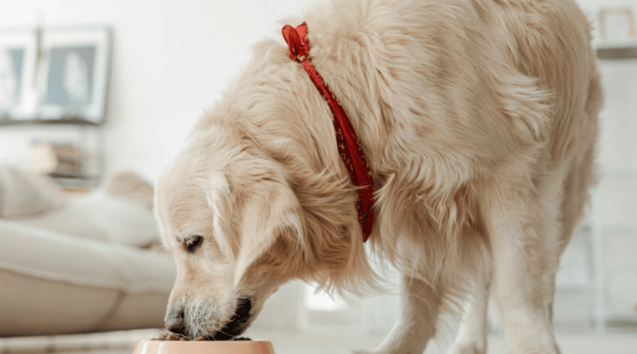 The Ultimate Guide to Elevating Your Dog’s Mealtime: Perfect for Senior Large Dogs - Addiction Pet Australia