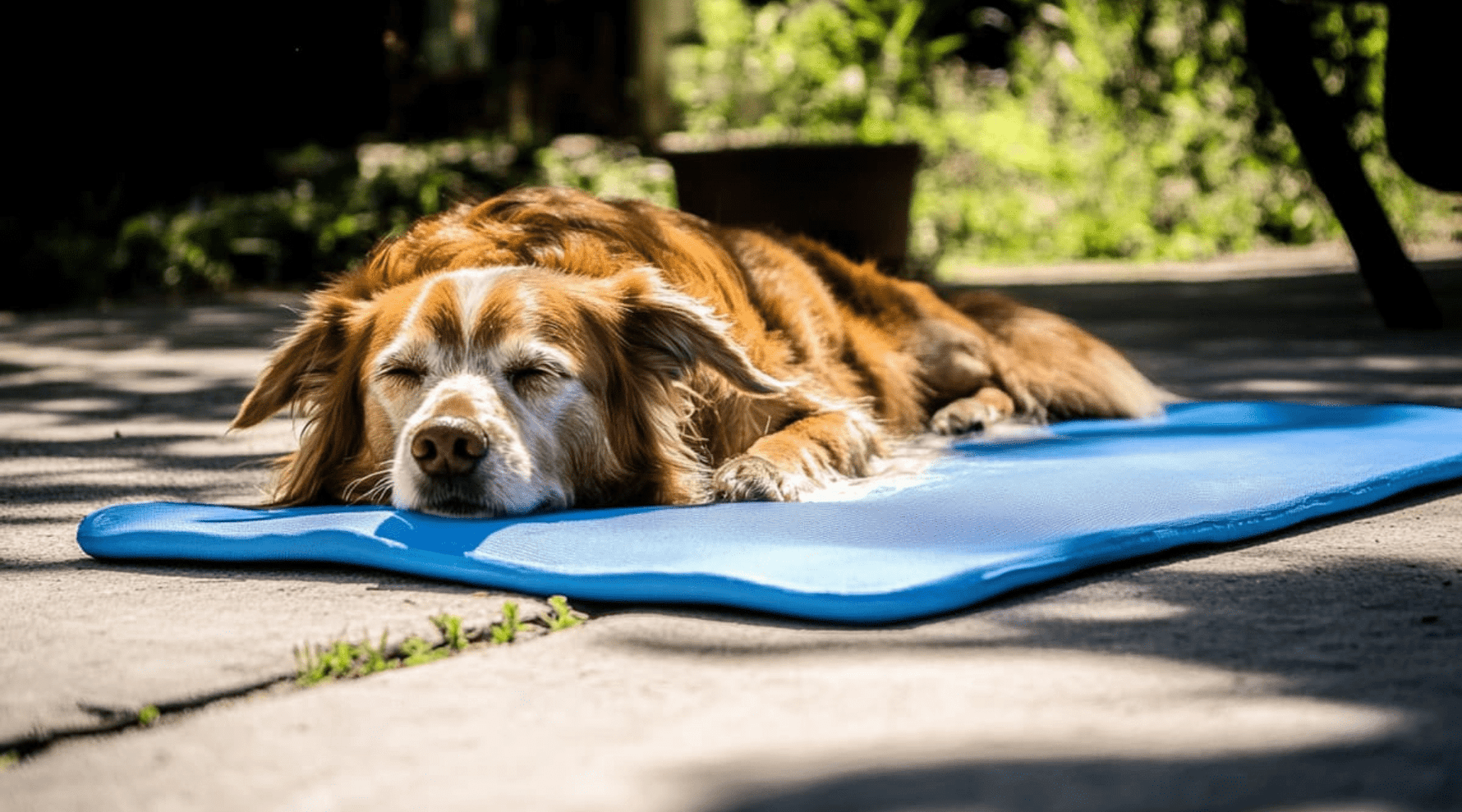 The Ultimate Guide to Must-Have Pet Accessories for Large Breed Dogs - Addiction Pet Australia