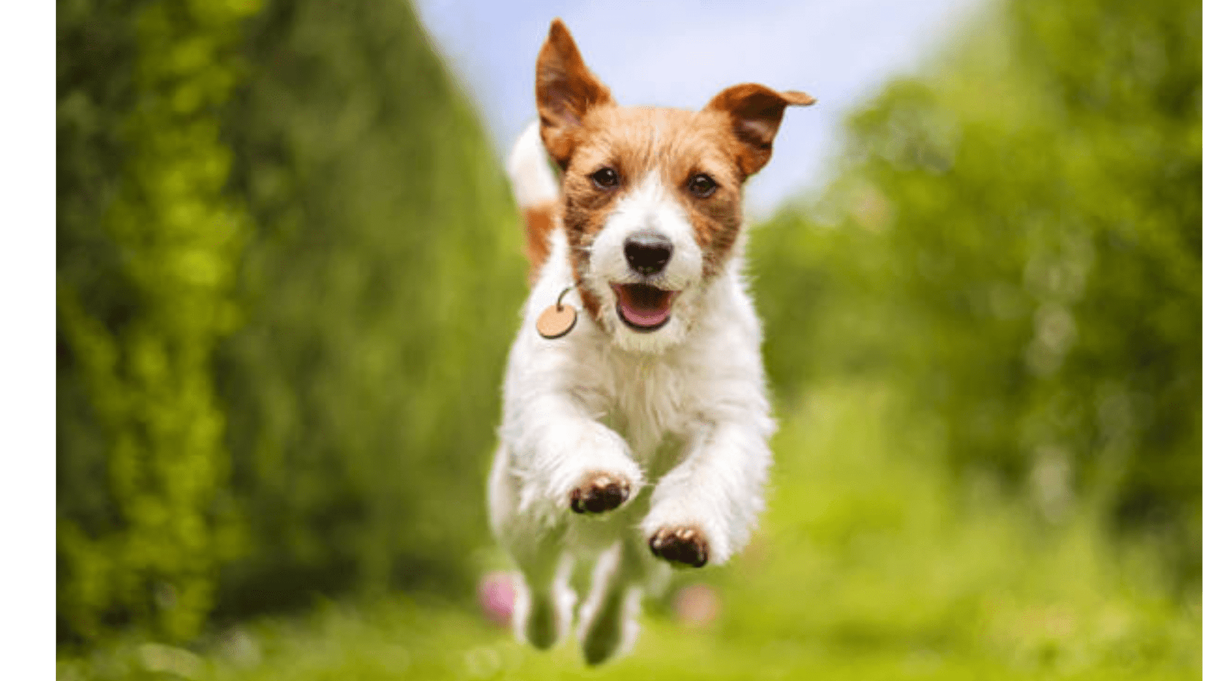 Tiny Tummies, Big Needs: The Importance of Small Breed-Specific Food - Addiction Pet Australia