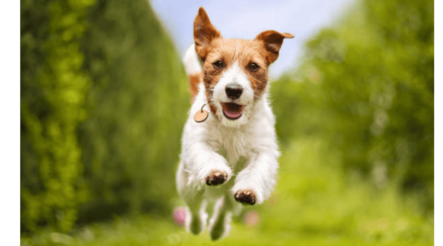 Tiny Tummies, Big Needs: The Importance of Small Breed-Specific Food - Addiction Pet Australia