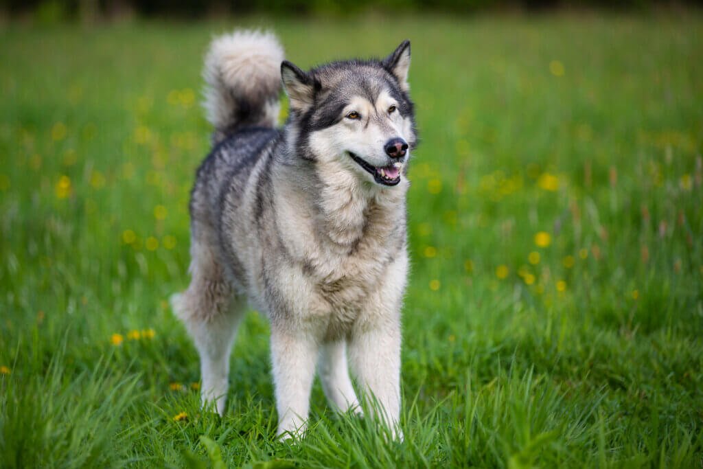 Tips for Healthy Skin and Coat Care in Adult Dogs and Puppies - Addiction Pet Australia