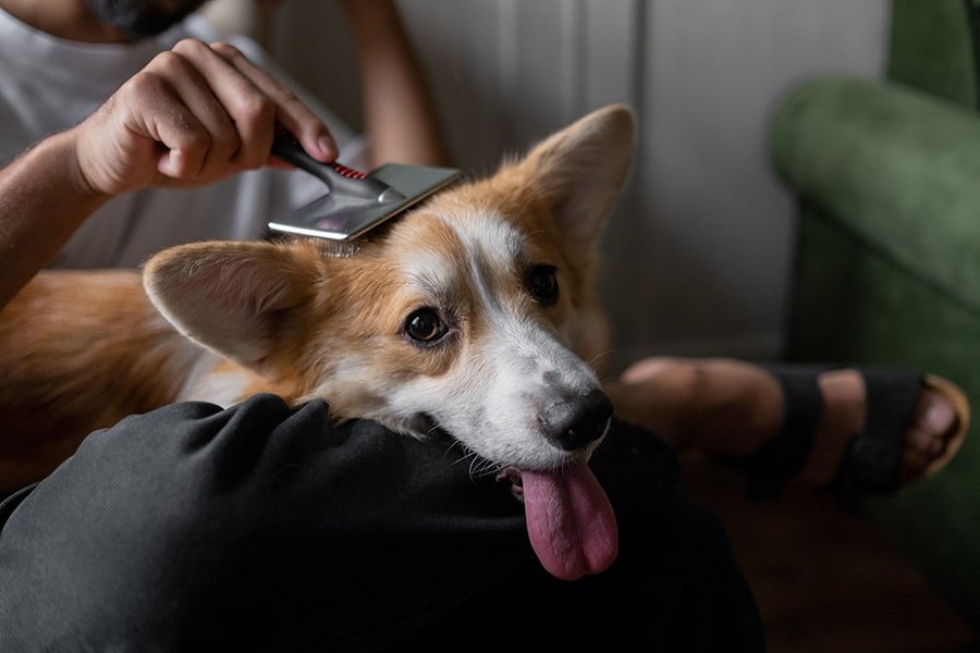 Tips for Healthy Skin and Coat Care in Adult Dogs and Puppies - Addiction Pet Australia