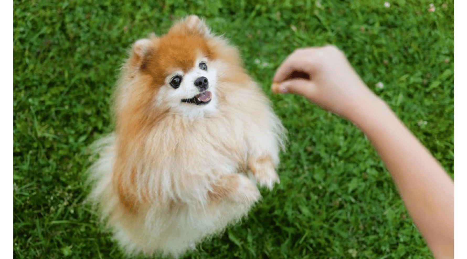 Top 5 Health Issues in Small Dogs and How to Prevent Them - Addiction Pet Australia