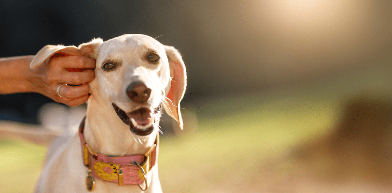 Top 5 Signs Your Pet Might Have a Food Sensitivity - Addiction Pet Australia