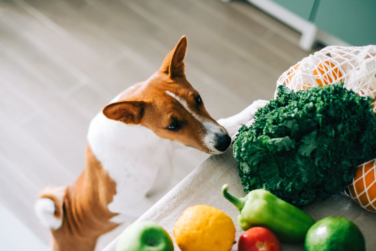 Top Superfoods for a Shiny Coat & Healthy Skin in Dogs - Addiction Pet Australia