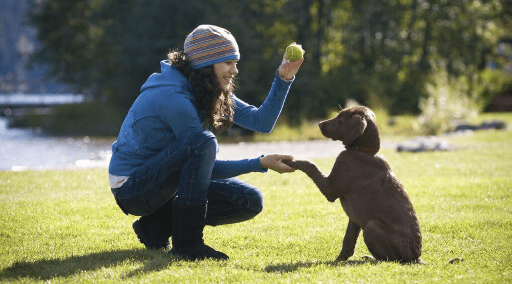 Tricks for Large Dogs: Essential Skills Every Big Pup Should Learn - Addiction Pet Australia