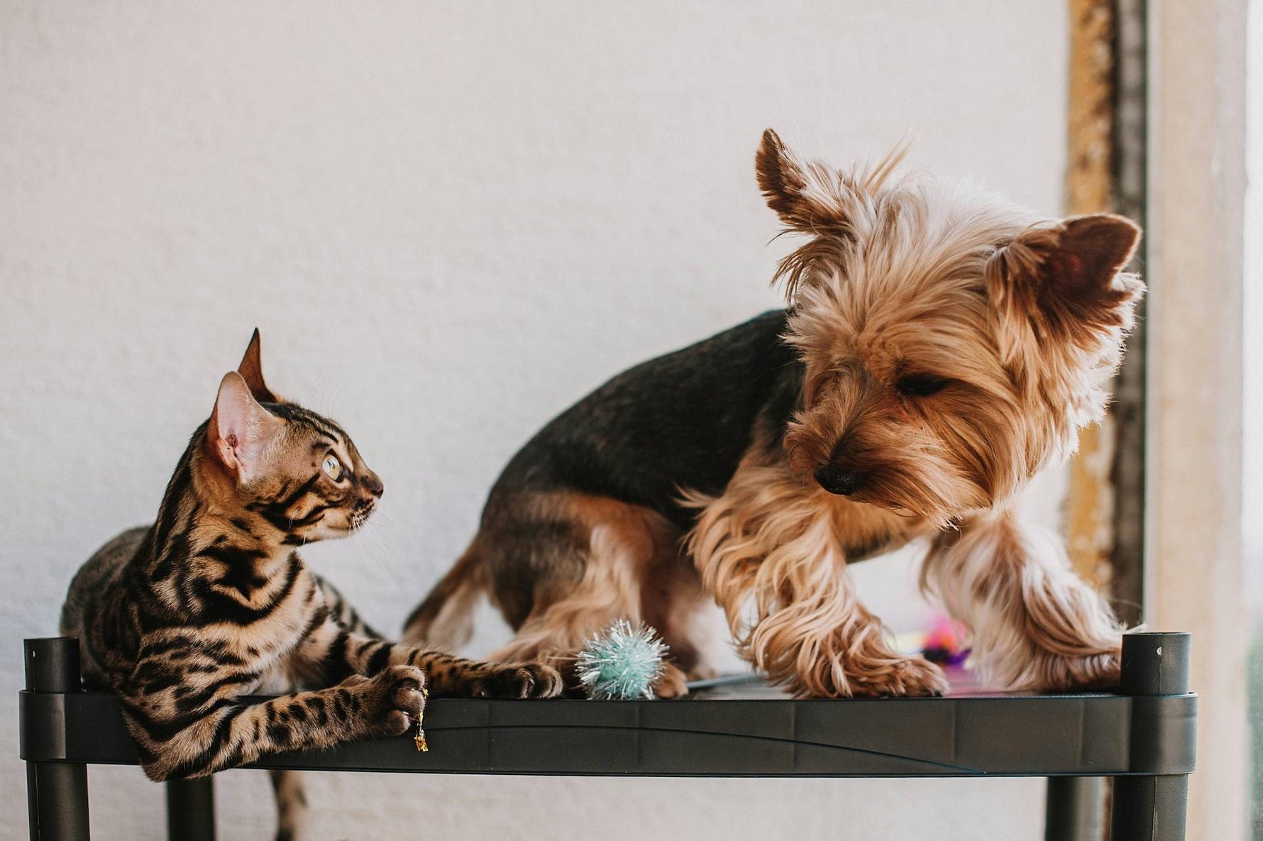 Understanding Pet Food Sensitivities: How to Support Your Pet's Skin and Tummy Health - Addiction Pet Australia