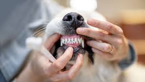 Unlock Your Dog's Best Smile: Expert Dental Care Secrets! - Addiction Pet Australia