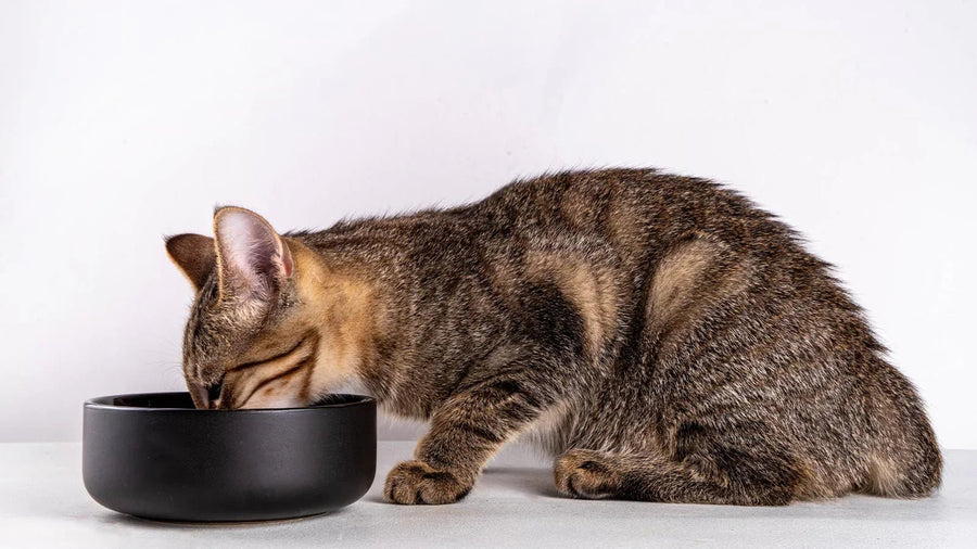 Weight Management for Cats: Truth, Myth, and How to Keep Your Cat Lean and Lively - Addiction Pet Australia
