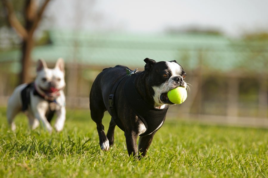 Weight Management for Dogs: Why Skinny Isn’t Just a Look, It’s a Lifeline - Addiction Pet Australia