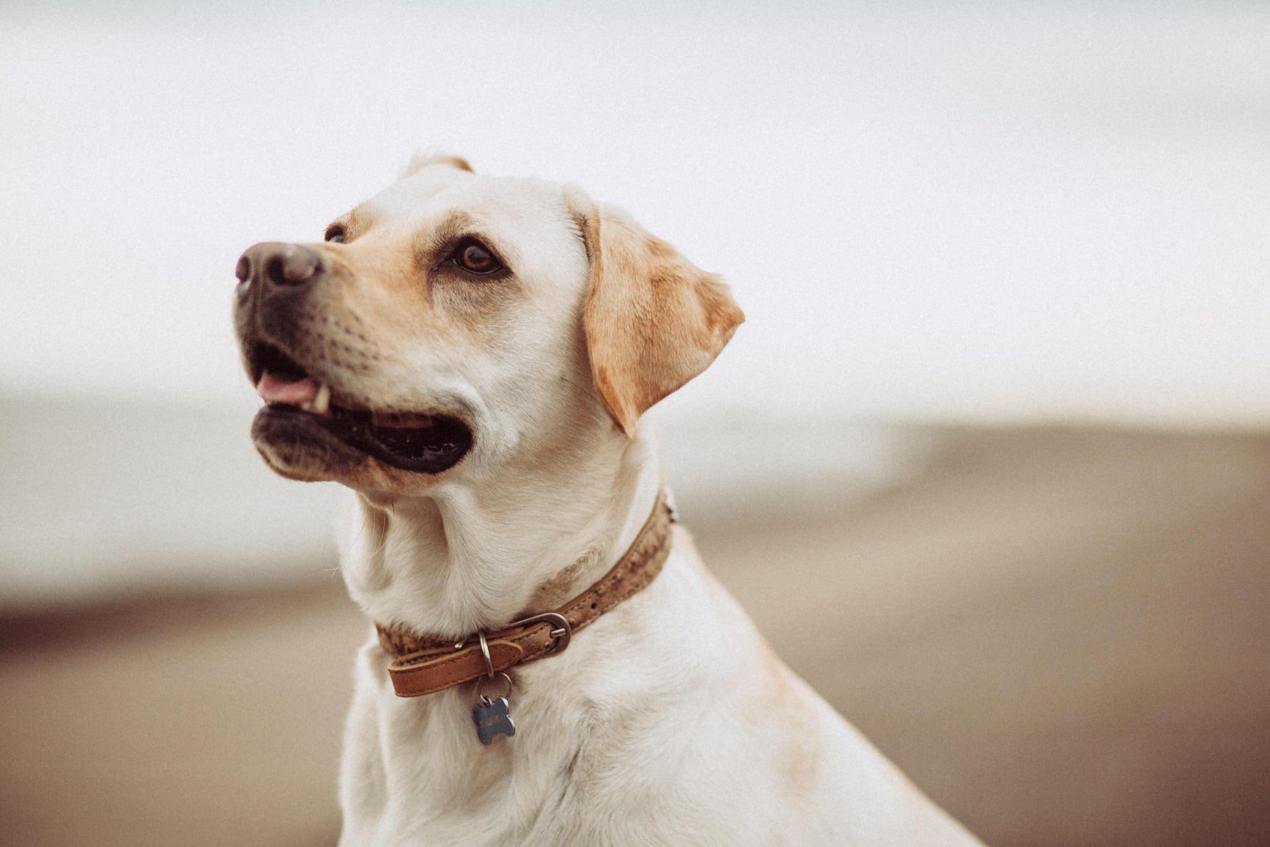 What are chelated minerals in pet food? - Addiction Pet Australia