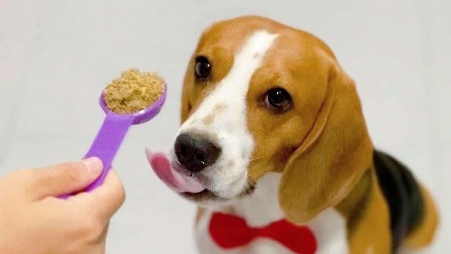 What you need to know about feeding a picky eater - Addiction Pet Australia